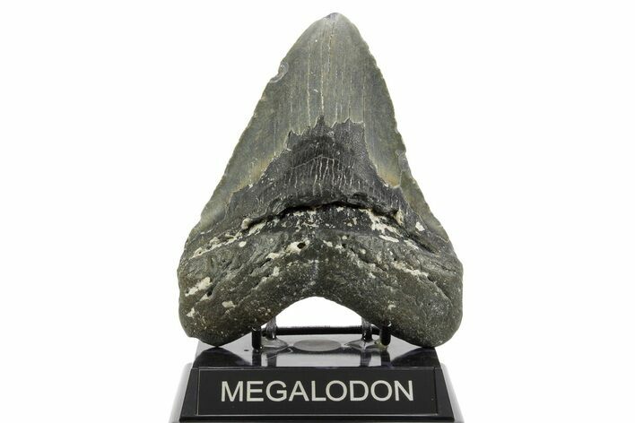 Huge, Fossil Megalodon Tooth - North Carolina #373109